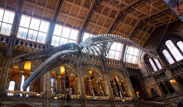 Natural History Museum